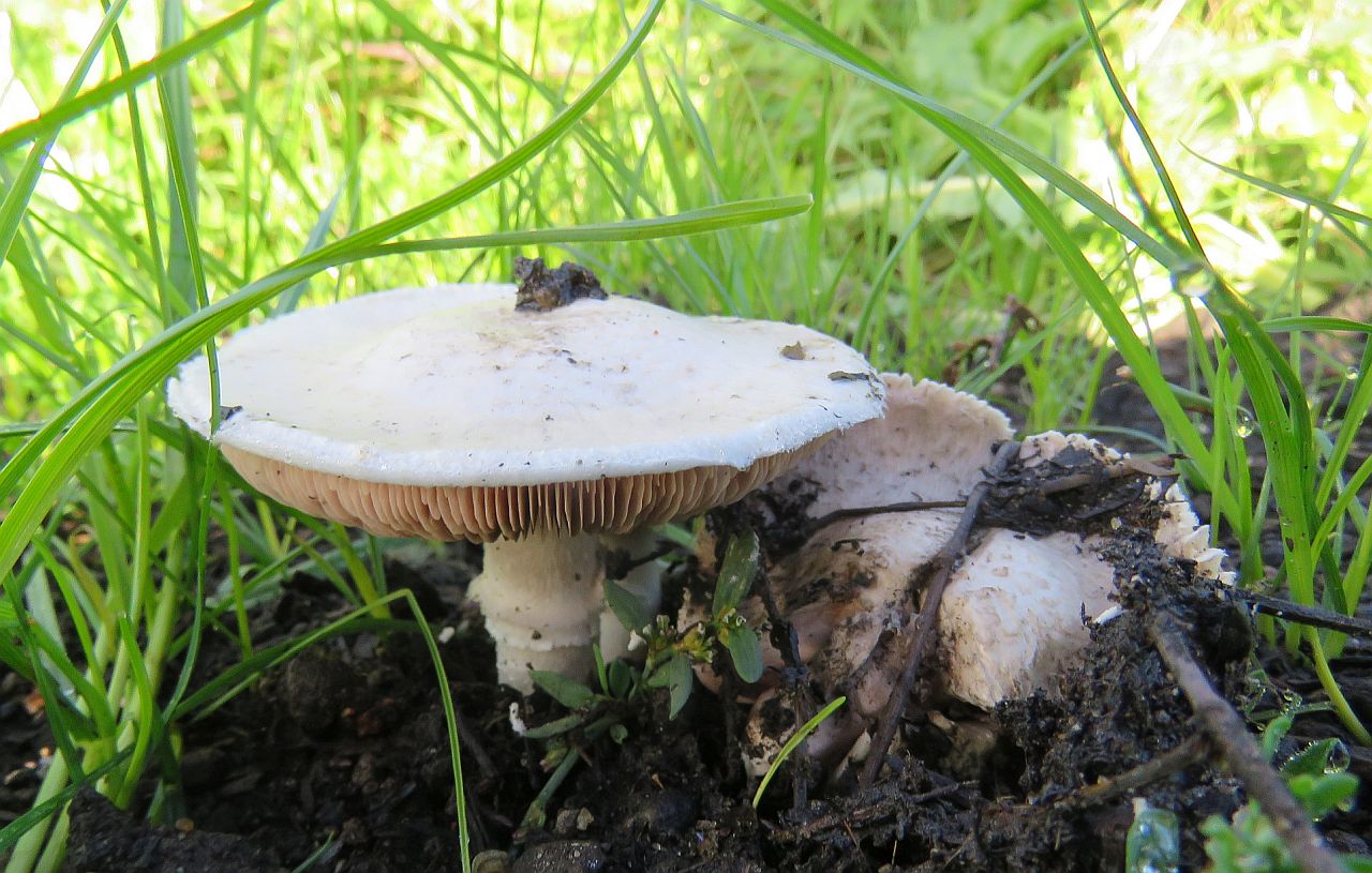  Unidentified Fungi